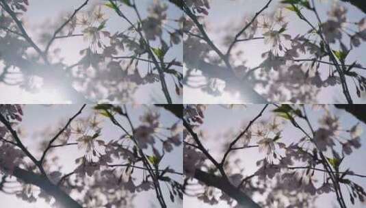 实拍杭州三月春天樱花盛开-樱花大道高清在线视频素材下载