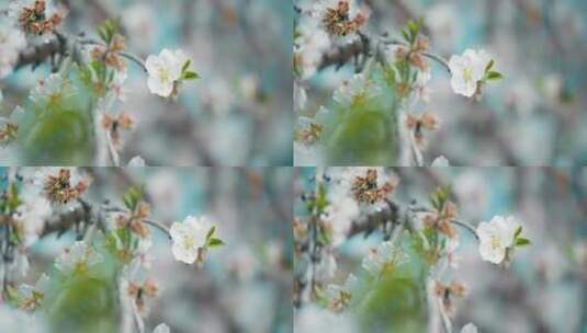 近距离拍摄花开树枝高清在线视频素材下载