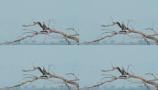 小鸟在树枝上栖息停靠高清在线视频素材下载