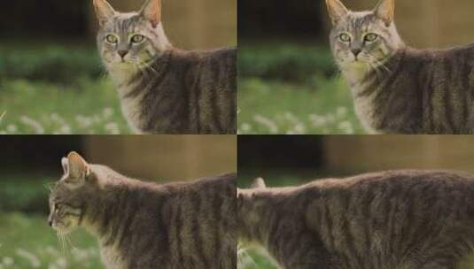 一只在花园里散步的宠物猫高清在线视频素材下载