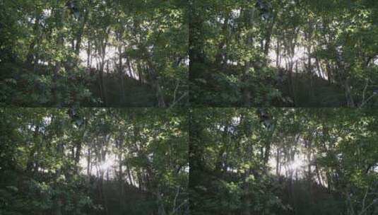 阳光透过树林高清在线视频素材下载