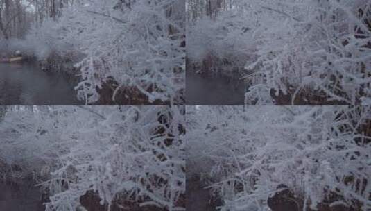 冬天小溪旁植物冰挂高清在线视频素材下载