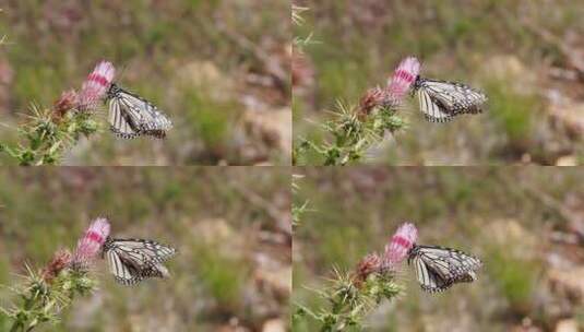 粉红色花朵上的蝴蝶高清在线视频素材下载