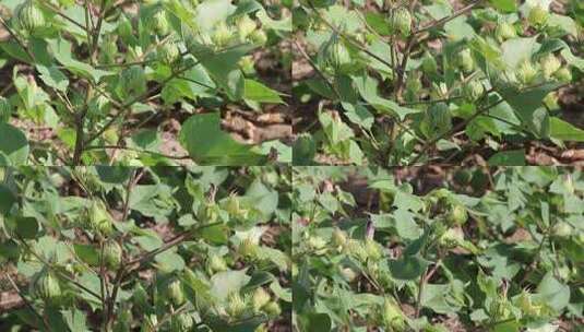 棉田中的棉花植株特写高清在线视频素材下载