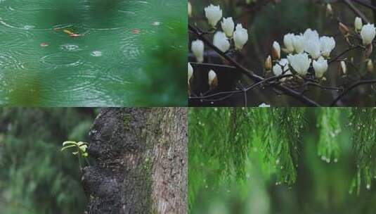 4K下雨雨天雨水玉兰花海棠花唯美空镜素材高清在线视频素材下载