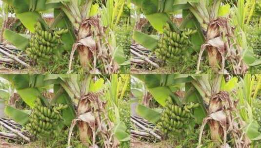 田里的香蕉高清在线视频素材下载