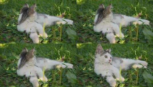 猫趴在草地上高清在线视频素材下载