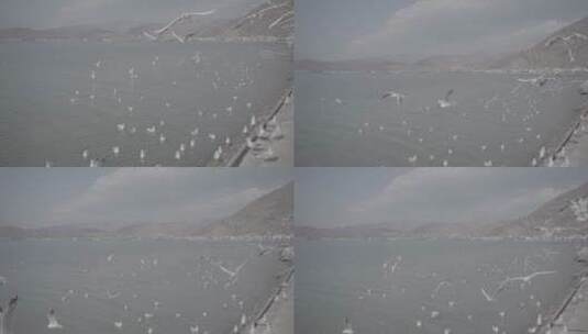 云南大理洱海丽江泸沽湖昆明滇池海鸥灰片高清在线视频素材下载