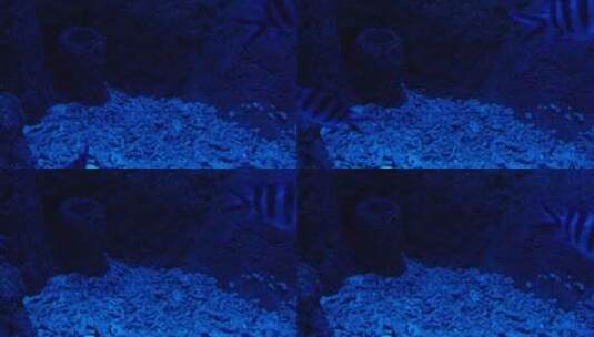 蓝色海底深海神秘热带鱼高清在线视频素材下载