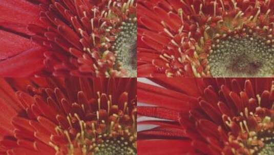 特写鲜红色大红色菊花非洲菊高清在线视频素材下载