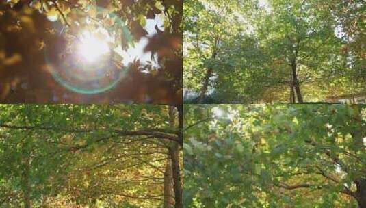 【镜头合集】天空树木蓝天树叶风和日丽高清在线视频素材下载