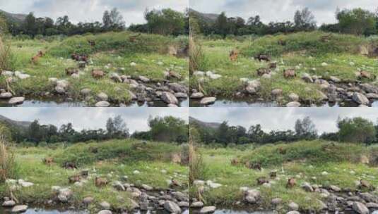 养羊4K实拍视频高清在线视频素材下载