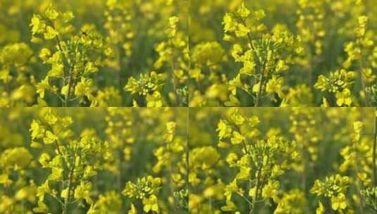 油菜花 蜜蜂采蜜 唯美油菜花高清在线视频素材下载