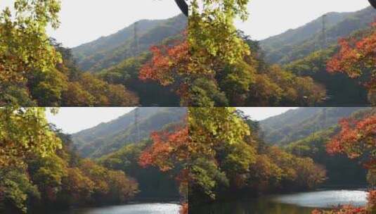 秋季枫叶风景高清在线视频素材下载