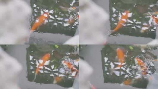 4K锦鲤观赏鱼高清在线视频素材下载