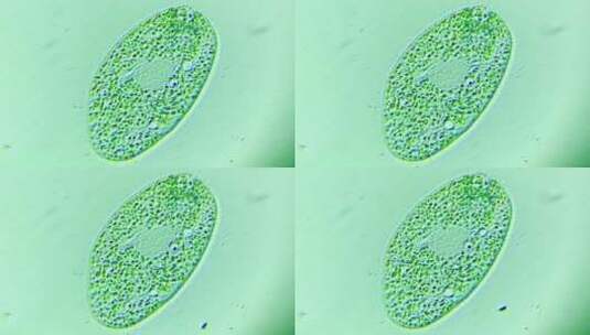 生物科普科研素材 纤毛虫高清在线视频素材下载