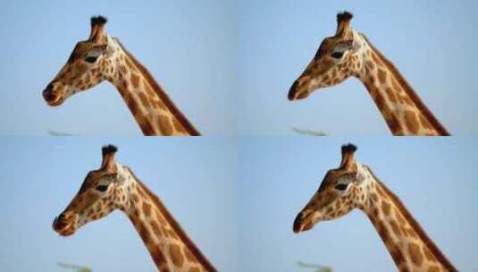 长颈鹿头部特写野生动物动物园高清在线视频素材下载