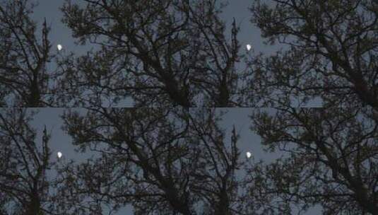 夜晚月亮在树梢高清在线视频素材下载