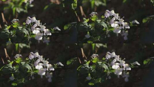 阳光下花朵1高清在线视频素材下载