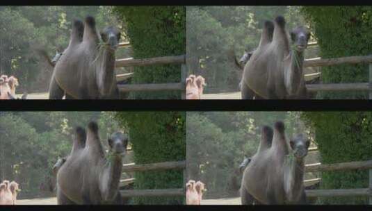 骆驼在动物园行走高清在线视频素材下载