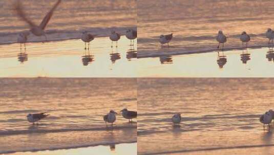 夕阳沙滩海鸥高清在线视频素材下载