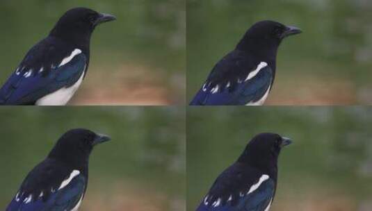 近距离特写黑色的鸟儿高清在线视频素材下载