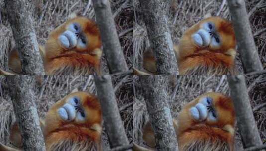 湖北神农架国家级自然保护区金丝猴高清在线视频素材下载