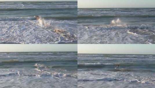 小狗在海里游泳落水狗高清在线视频素材下载