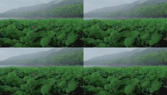 杭州西湖风景区烟雨江南高清在线视频素材下载