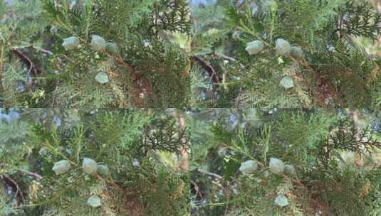 柏树种子特写镜头高清在线视频素材下载