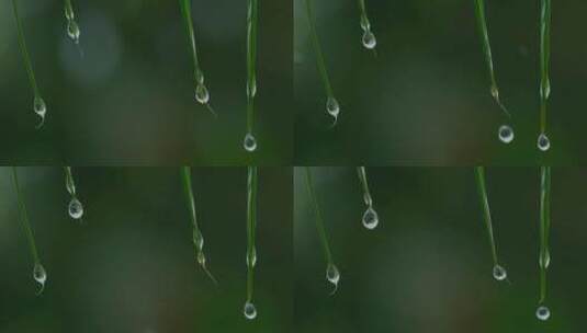 下雨雨滴水滴植物特写水滴落下高清在线视频素材下载