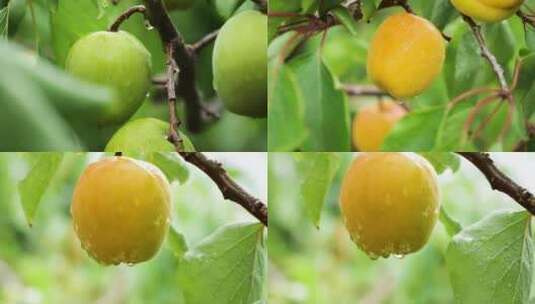 杏树成熟高清在线视频素材下载