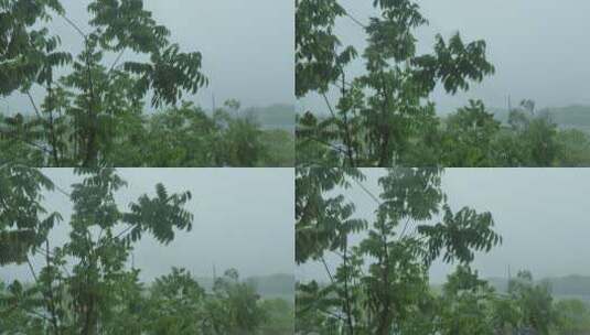 雨天植物秋雨风光景色高清在线视频素材下载