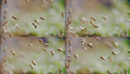 成群蜜蜂飞舞慢镜头高清在线视频素材下载