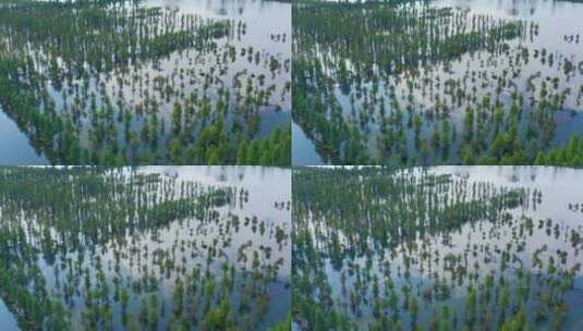昆明市滇池湿地风光航拍高清在线视频素材下载