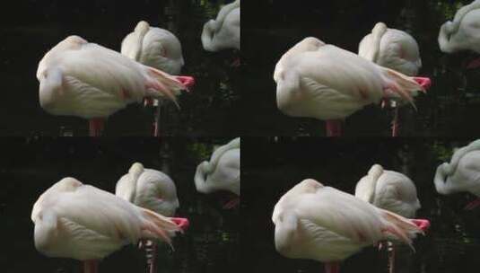 白色的非洲火烈鸟高清在线视频素材下载