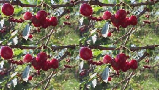 甜樱桃和樱桃。阳光下有红色浆果的树。高清在线视频素材下载