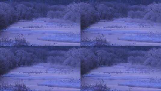 冬季森林仙境丹顶鹤湖中觅食高清在线视频素材下载