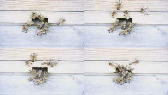 蜜蜂从蜂箱里爬出高清在线视频素材下载