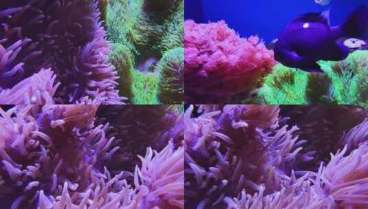 海底珊瑚高清在线视频素材下载