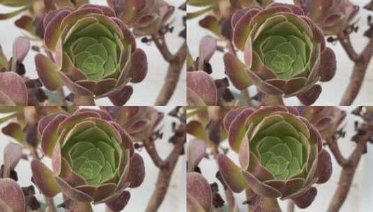 紫色法师植物高清在线视频素材下载