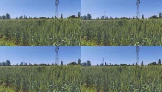 盛夏的小麦地高清在线视频素材下载