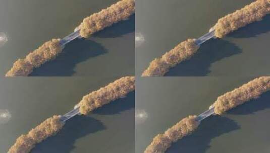 九江市李公堤秋天金黄的梧桐航拍 上升视角高清在线视频素材下载