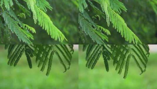 唯美小清新雨中雨水洒落植物视频高清在线视频素材下载