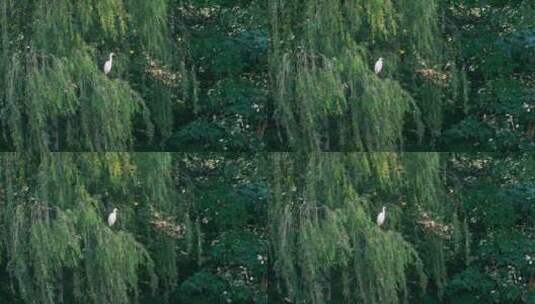 4K升格实拍在落在树梢上的野生动物白鹭高清在线视频素材下载