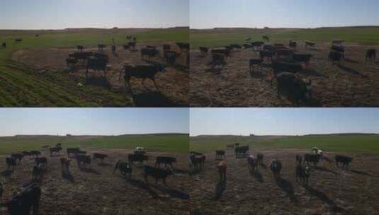 4K草原上的牛群高清在线视频素材下载