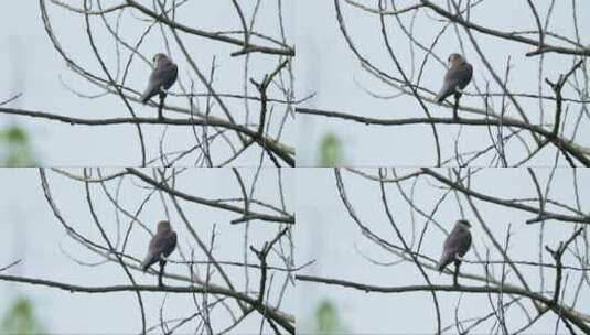 小鹰在树上高清在线视频素材下载