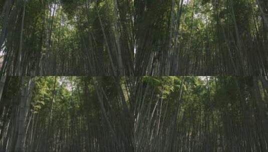 穿过竹林的场景。高清在线视频素材下载
