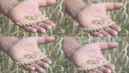 手中的小麦高清在线视频素材下载