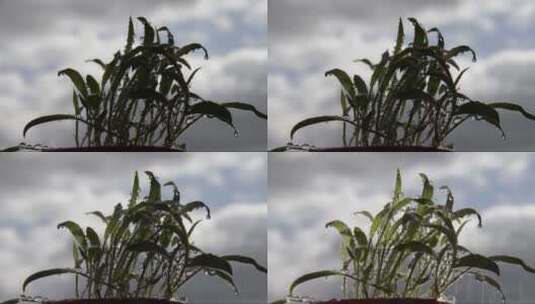 雨滴滴落在植物上高清在线视频素材下载